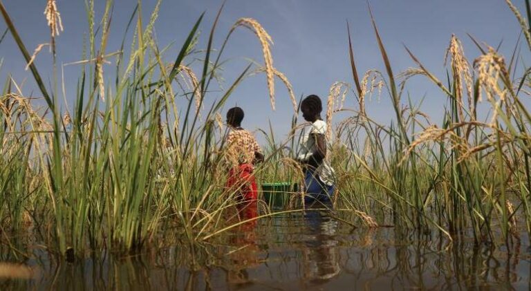 2- Rice farming copia