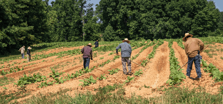 agricultura cadena suministro eqi lraq forética blog