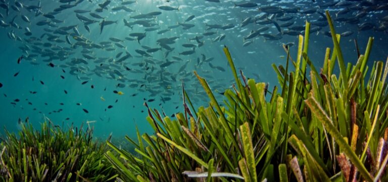 Avolta lanza una iniciativa para ayudar a salvar el Mediterráneo