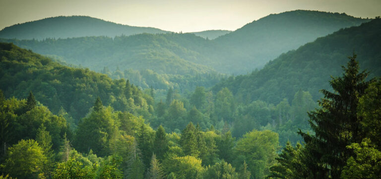 ¿Cuánto vale un bosque?
